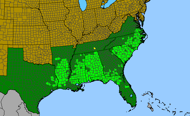 The range of Vaccinium elliottii